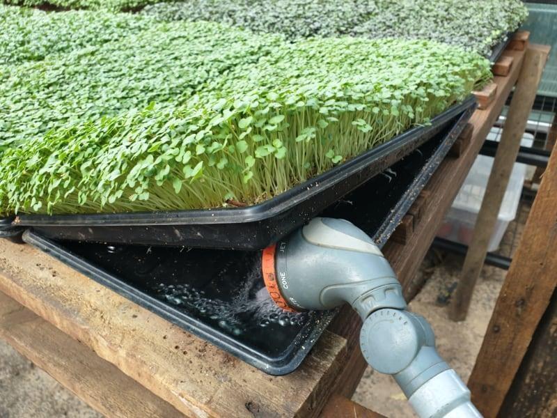 Watering Microgreens